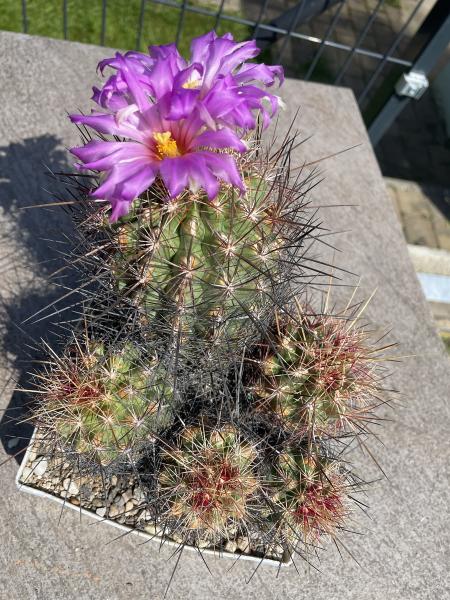 Thelocactus bicolor Gruppe